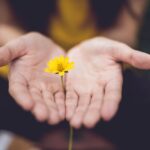 person holding yellow flower
