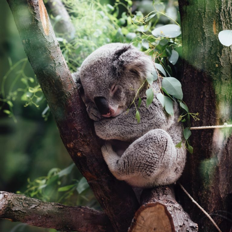 koala sleeping in a tree
